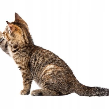 Zoofari Cat Play Tunnel - Foldable Y-Shape & Standard Variants