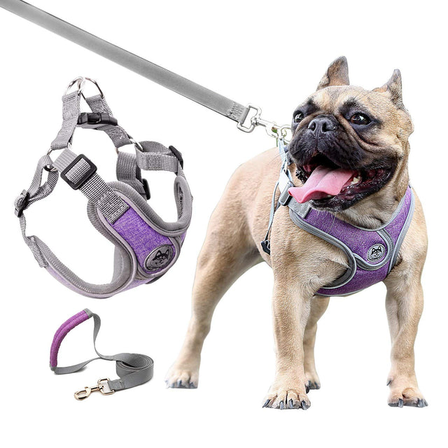 Purple adjustable no-pull dog harness for small and medium breeds with matching leash
